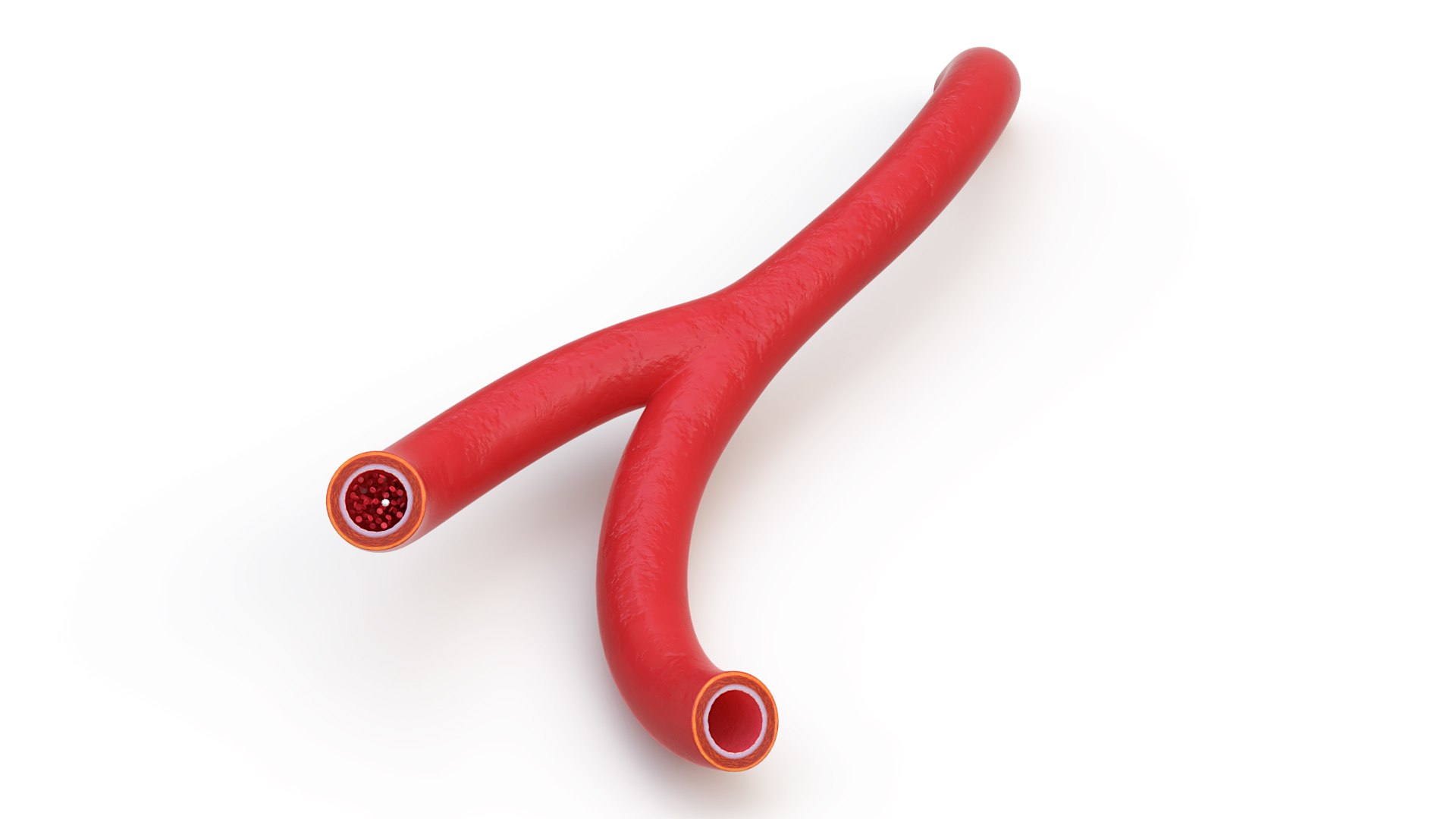 Blood Vessel 3D model preview