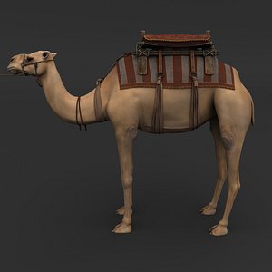3D camel model