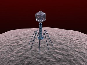 Bacteriophage Virus