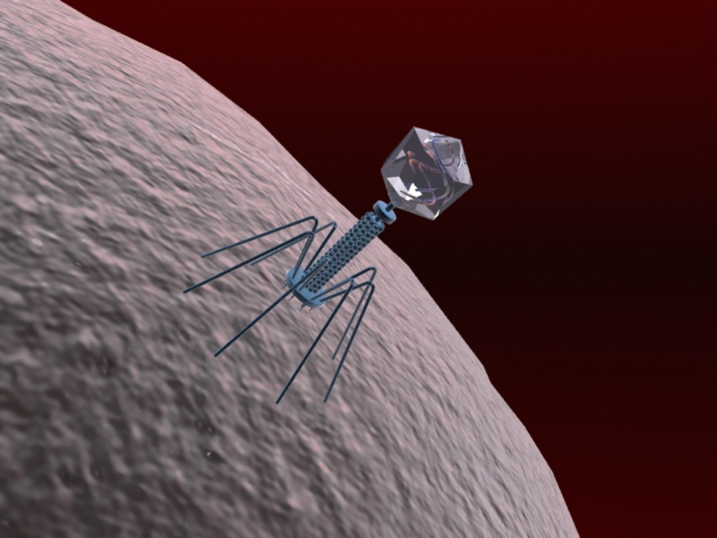 3d Bacteriophage Virus