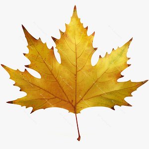 Autumn maple leaf v6