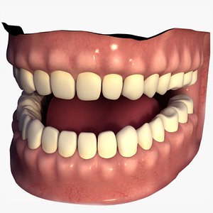 human mouth 3D model