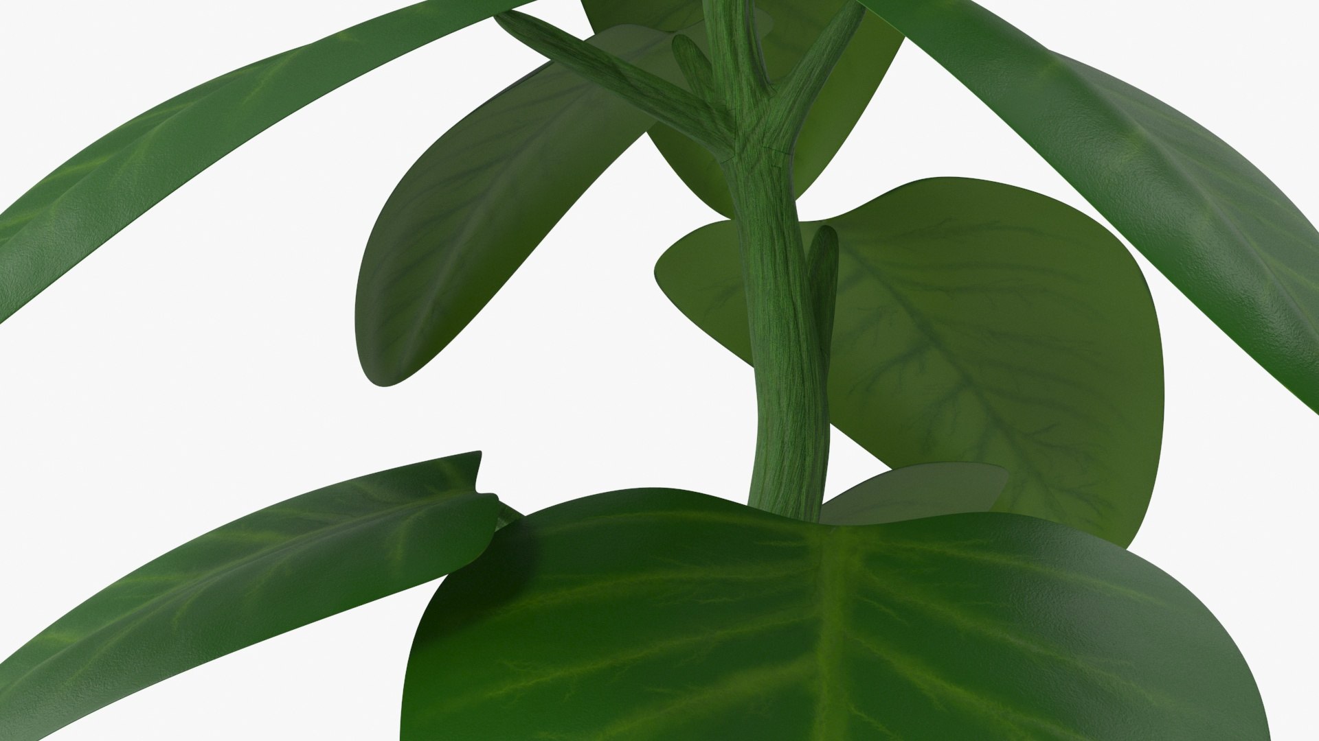 indoor plant model https://p.turbosquid.com/ts-thumb/kS/hxCsIY/omxYawAv/stem/jpg/1586059668/1920x1080/fit_q87/c12fad53c16354dc304d988115fee5b43be6c675/stem.jpg