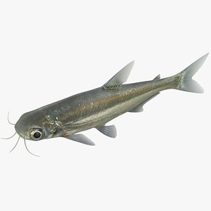 3D iridescent shark rigged