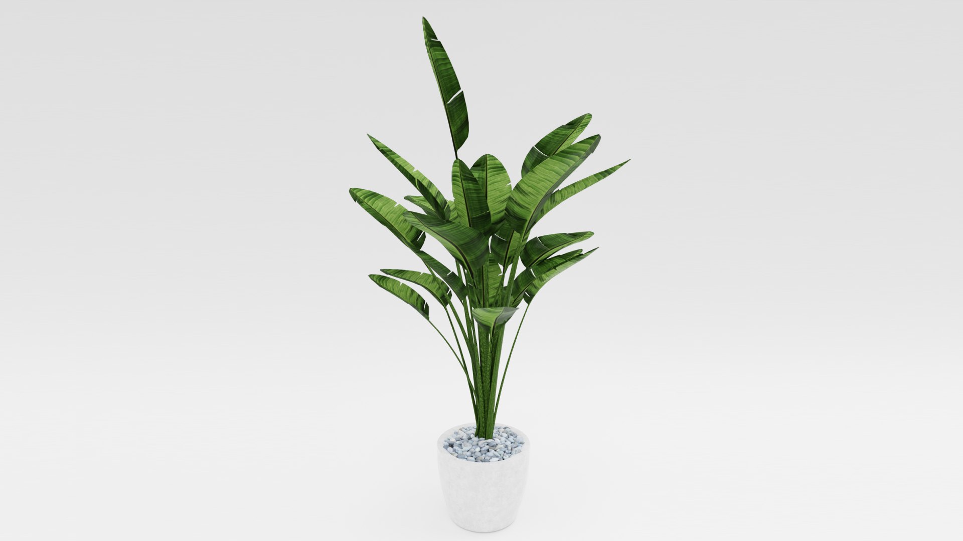 3d Bird Paradise Plant Strelitzia - Turbosquid 1698557