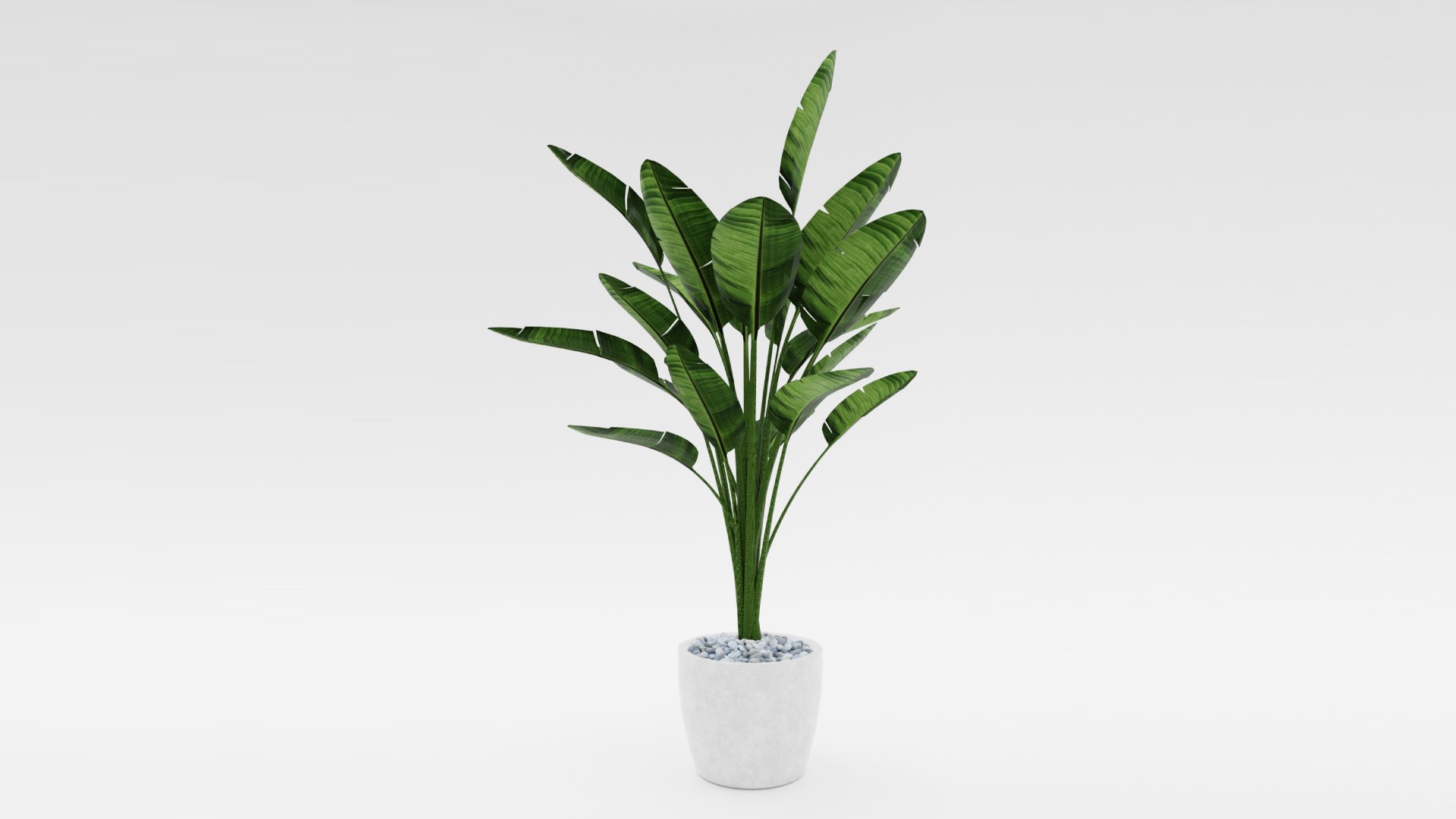 3D bird paradise plant strelitzia - TurboSquid 1698557