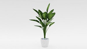 Bird of Paradise Plant Model - Strelitzia Nicolai Regel