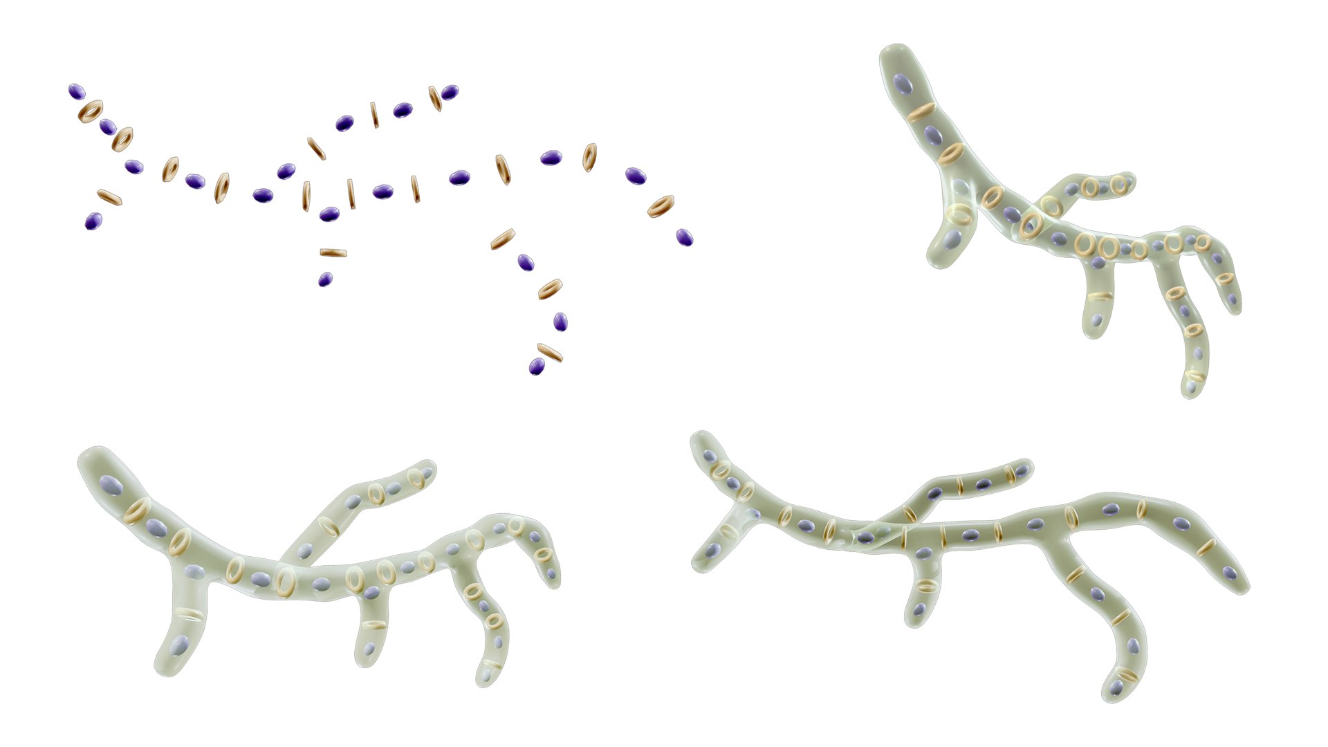 3D Fungal Cell Structure model Biology Diagrams