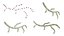 Fungal Cell Structure