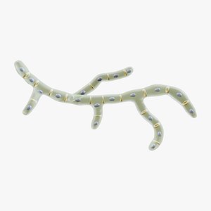 3D Fungal Cell Structure model