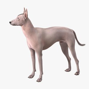 3D Mexican Hairless Dog Xolo Fur for Cinema 4D