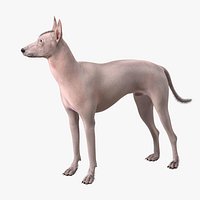 Mexican Hairless Dog Xolo Fur for Cinema 4D