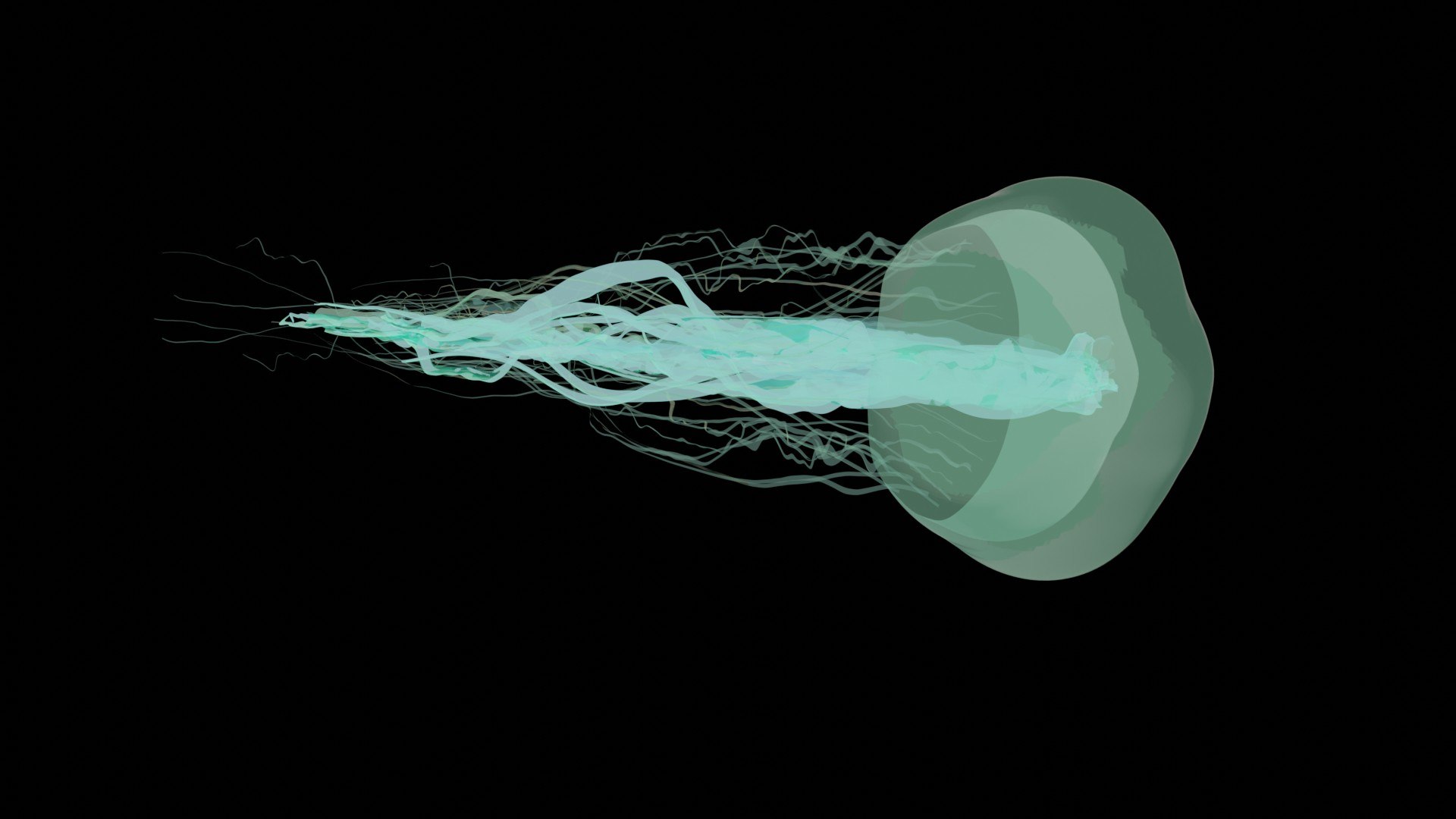 3d Jellyfish Animation Turbosquid 2129180