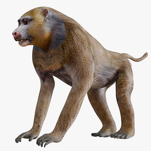3D Baboon Monkey