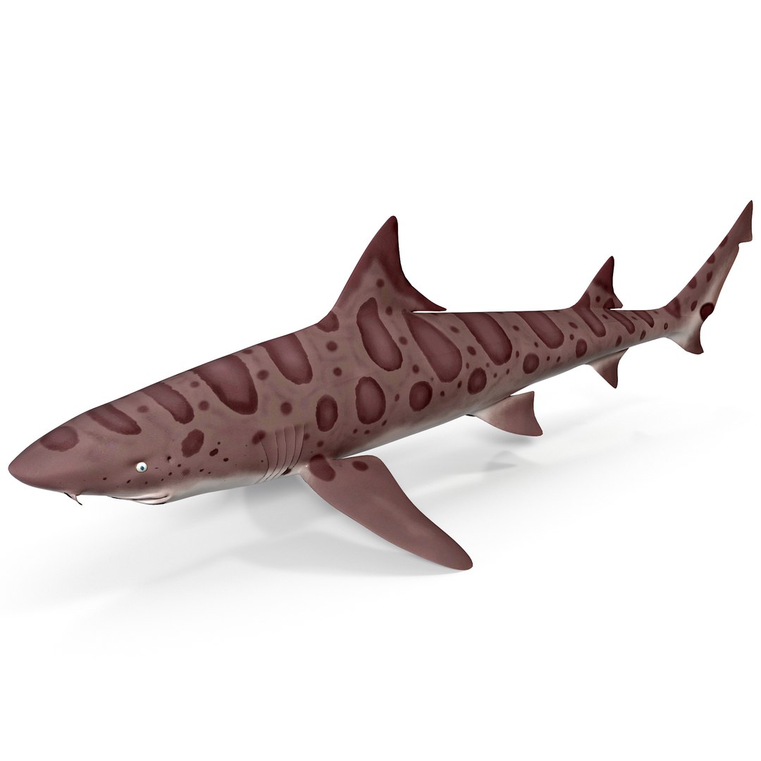 3d model leopard shark https://p.turbosquid.com/ts-thumb/kT/FzHHEQ/5YDt6zVF/leopardshark_177/jpg/1391711587/1920x1080/fit_q87/eb22d40e1f071c25cea75d3baa2233d3f3056901/leopardshark_177.jpg