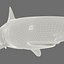 3d model leopard shark