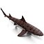 3d model leopard shark