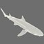 3d model leopard shark