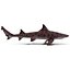 3d model leopard shark