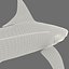 3d model leopard shark