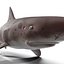 3d model leopard shark