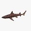 3d model leopard shark