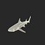 3d model leopard shark