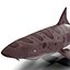 3d model leopard shark