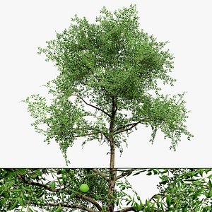 3D Guava Tree 3D Model