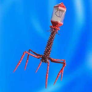 Helicobacter Pylori Bacteria with Bacteriophage Virus Animated Rigged