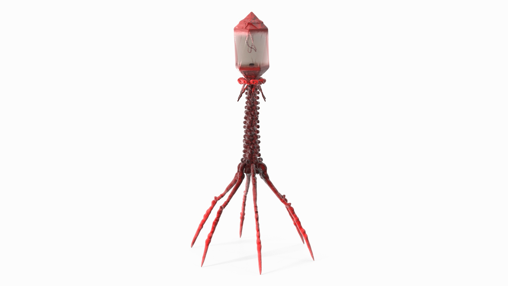 3D Helicobacter Pylori Bacteria with Bacteriophage Virus Animated Rigged model https://p.turbosquid.com/ts-thumb/kT/qS3XL5/qQ/helicobacter_pylori_bacteria_with_bacteriophage_virus_animated_rigged_360/jpg/1750903290/1920x1080/turn_fit_q99/cc2fae981a2cbde1d66987d72f109967b6de81fe/helicobacter_pylori_bacteria_with_bacteriophage_virus_animated_rigged_360-1.jpg