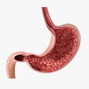 Stomach Cross Section PBR 3D model