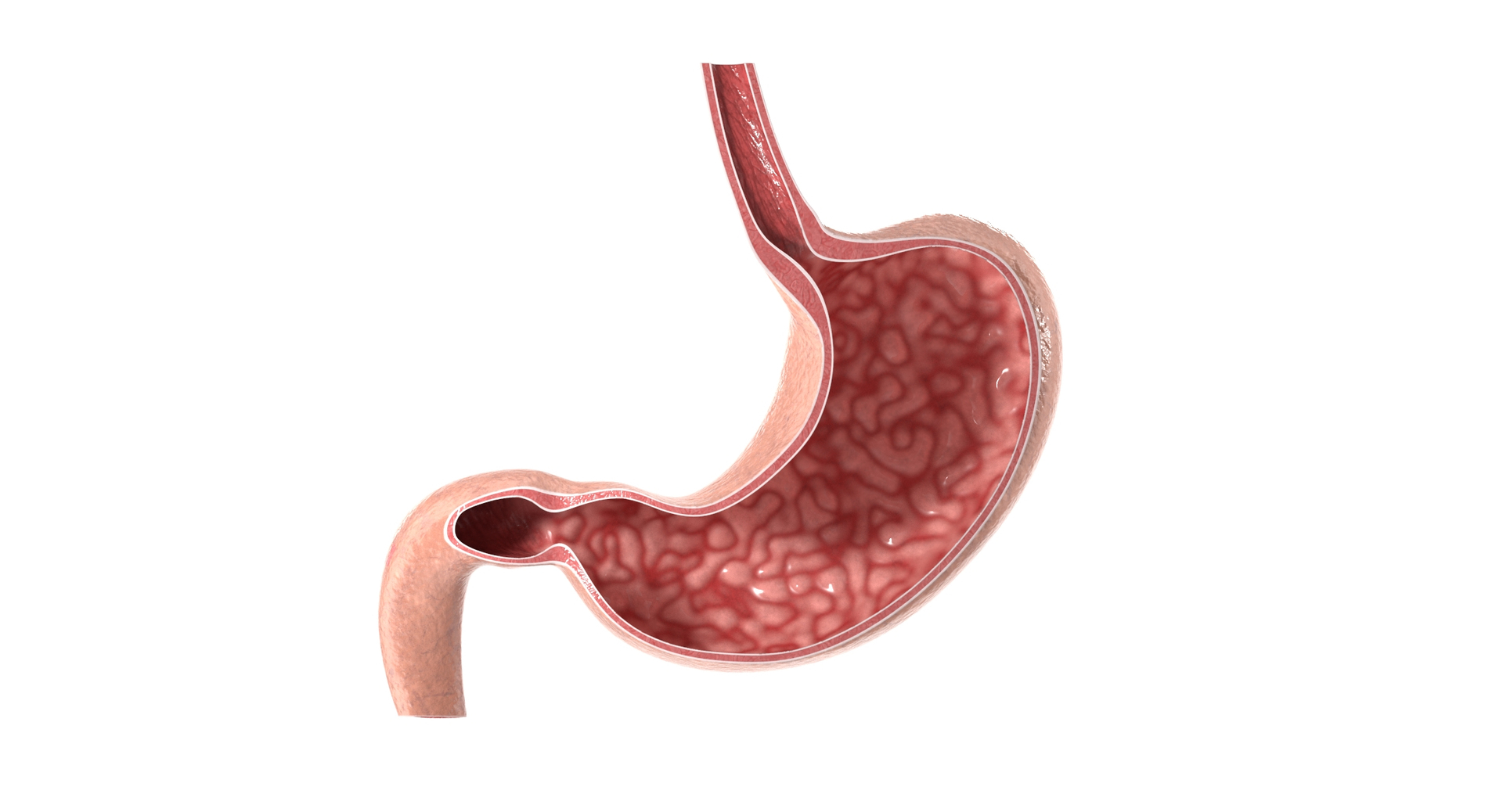 Stomach Cross Section PBR 3D Model - TurboSquid 2489064