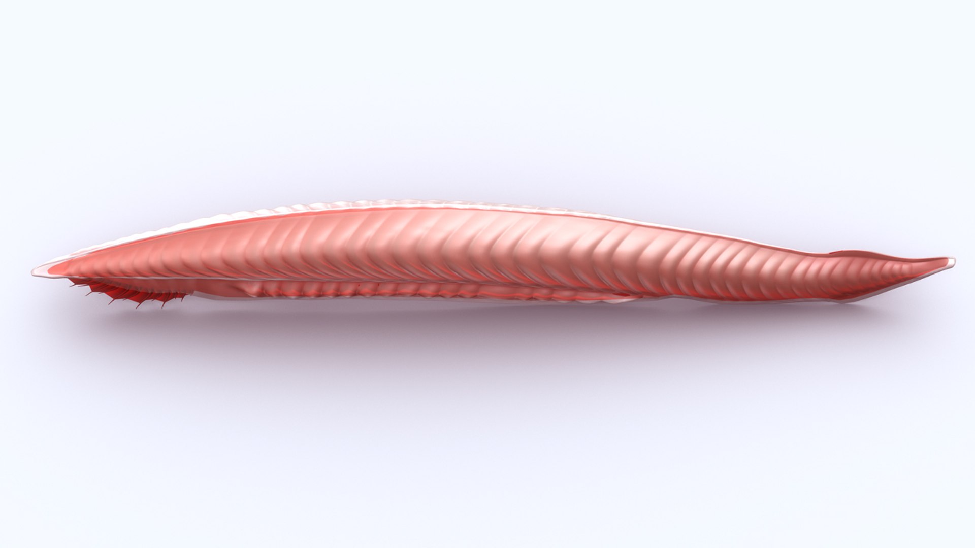 3d Model Lancelets
