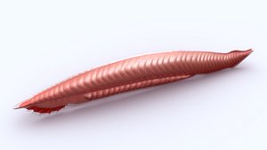 Amphioxus