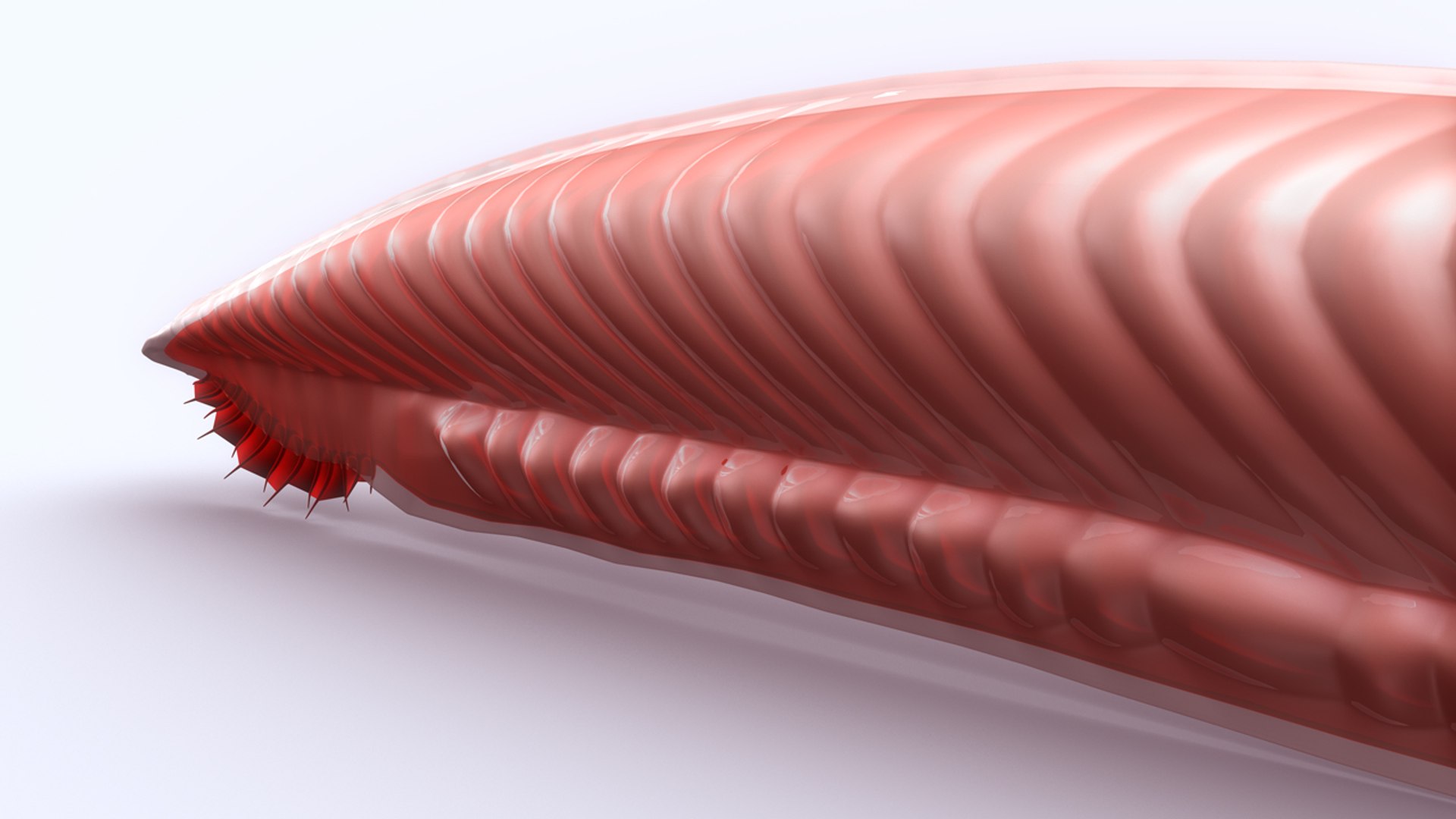 3d Model Lancelets