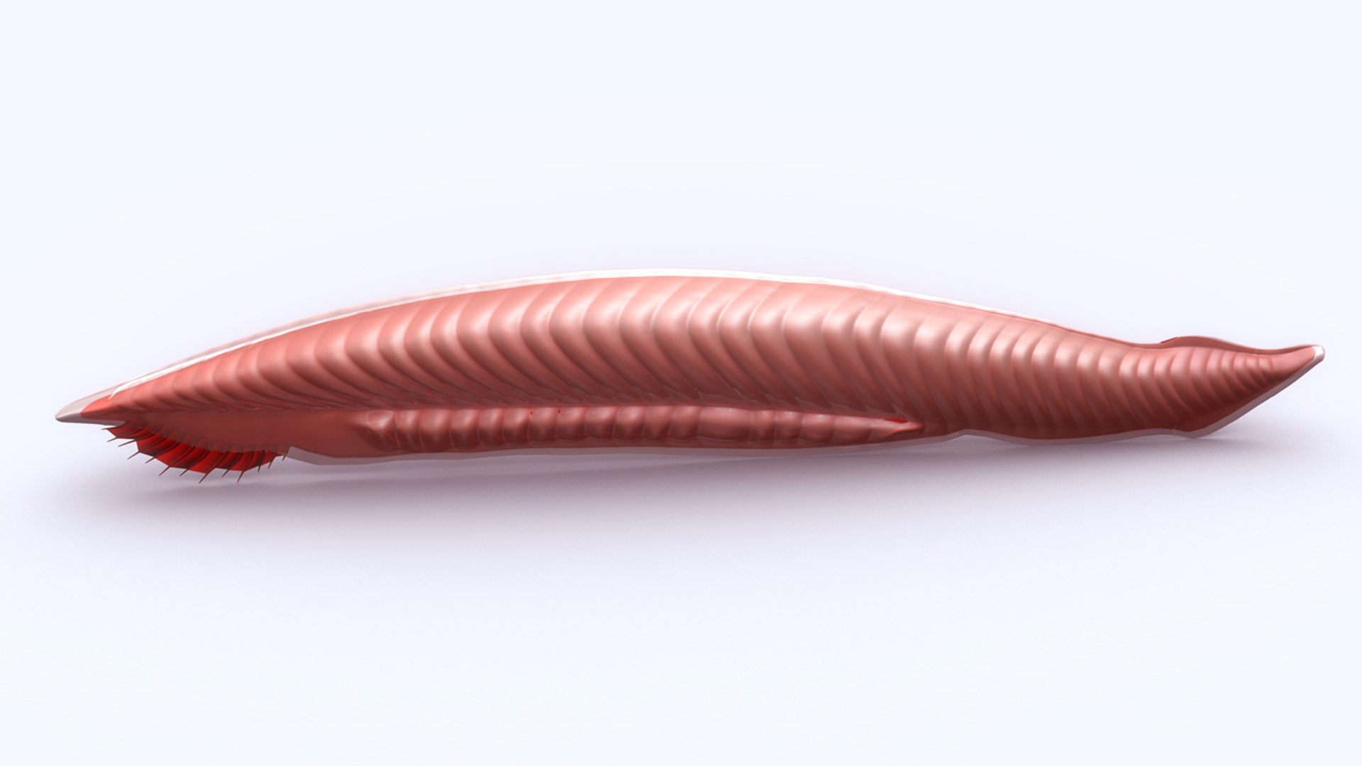 3d Model Lancelets