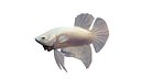 Betta Fish 10