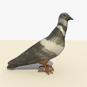 Animated Single Pigeon Standing Eating