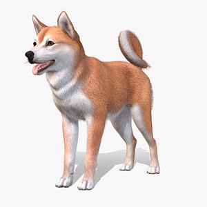 3D Dog - Shiba Inu