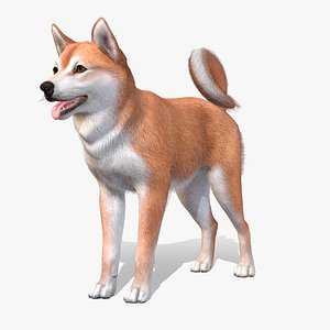 Dog - Shiba Inu