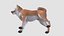 Perro - Shiba Inu