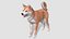 Perro - Shiba Inu