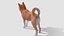 Perro - Shiba Inu