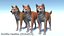 Perro - Shiba Inu