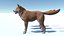 Perro - Shiba Inu