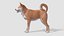 Perro - Shiba Inu