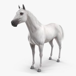 3D model white horse rigged