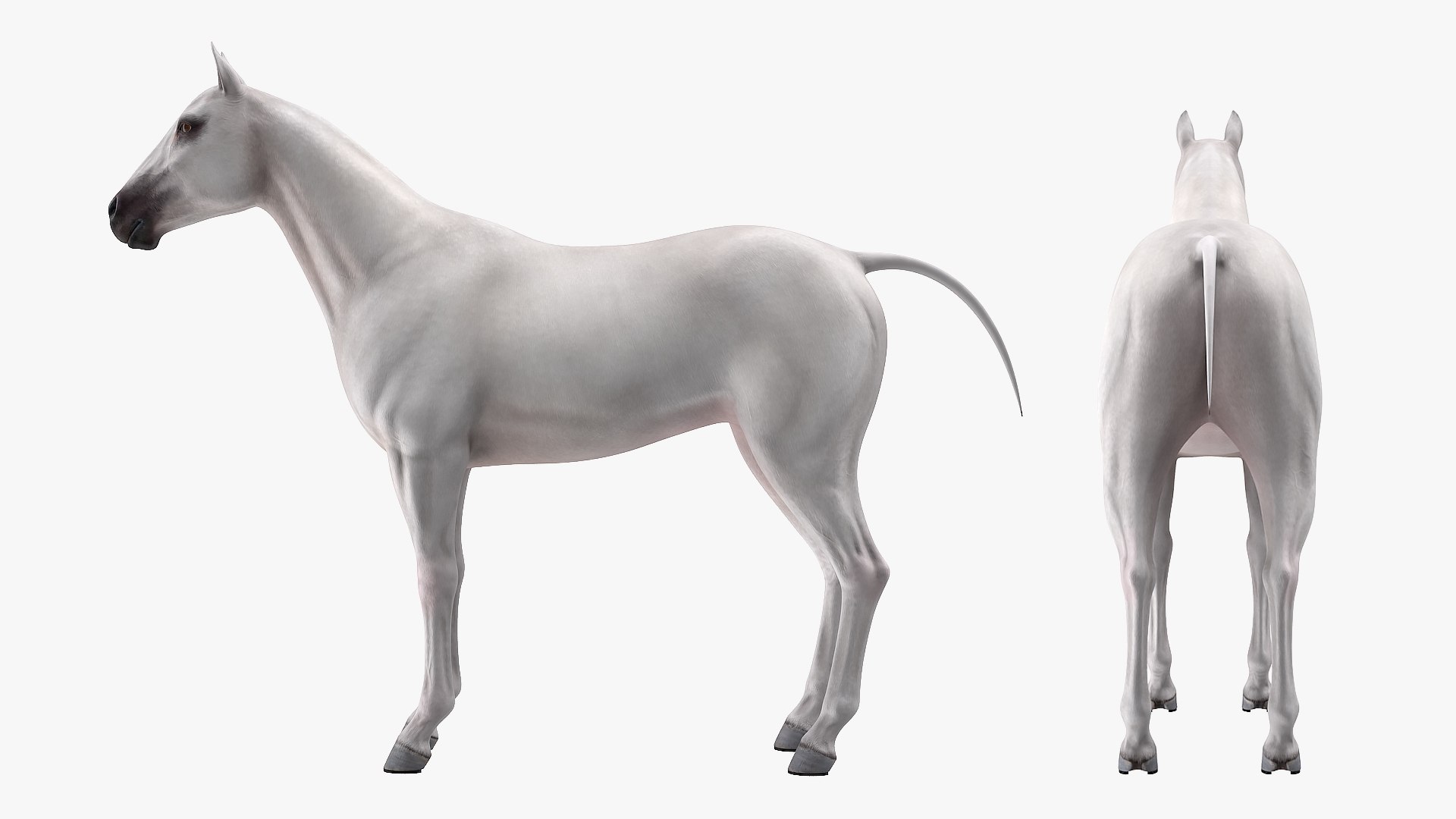 3D model white horse rigged https://p.turbosquid.com/ts-thumb/kU/ILKsno/13XMG9Rd/whitehorserigged3dmodel008/jpg/1572538936/1920x1080/fit_q87/b3673e10de0c27d72ac06bc48e67871a4f96b6a4/whitehorserigged3dmodel008.jpg