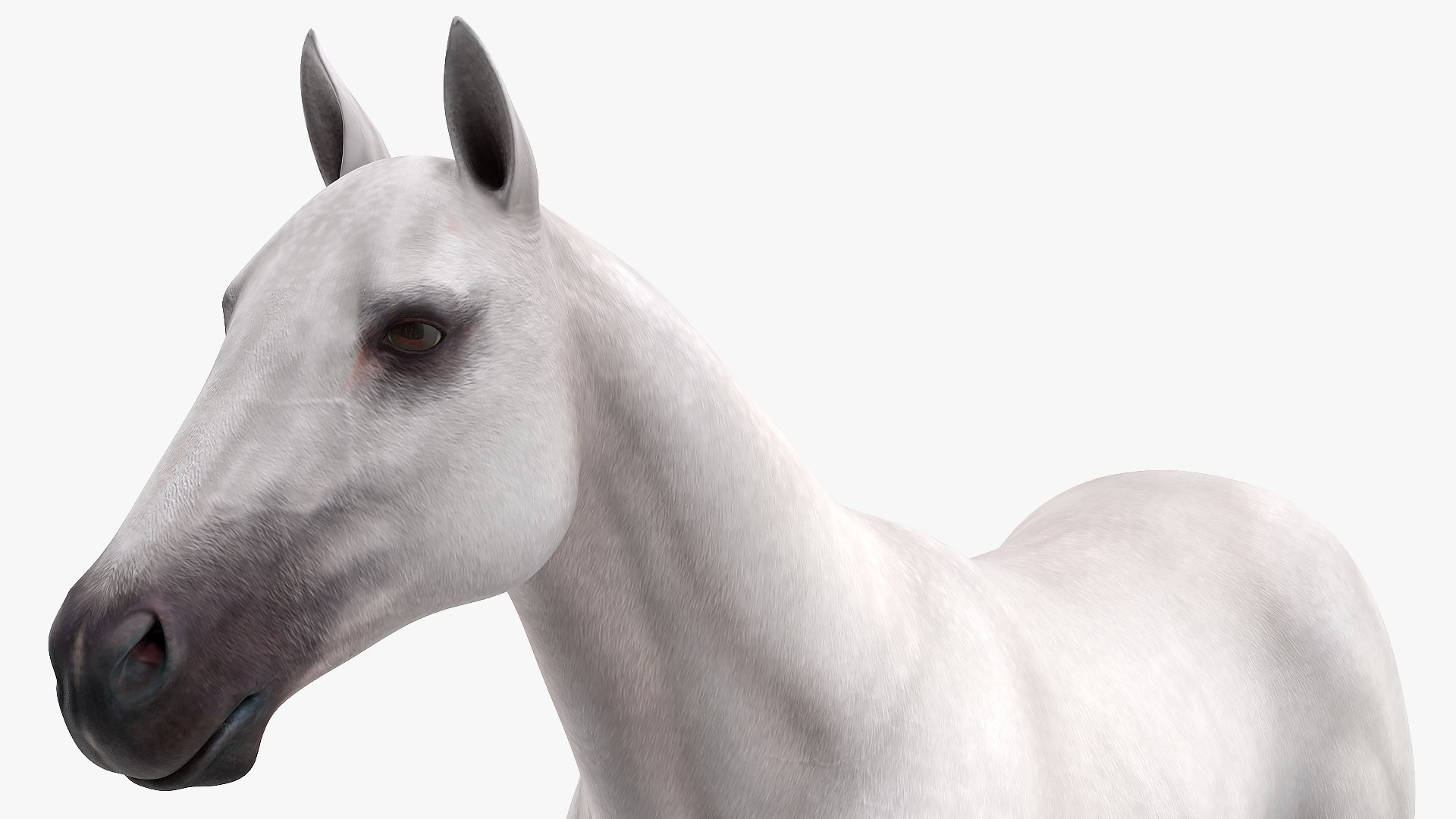 3D model white horse rigged https://p.turbosquid.com/ts-thumb/kU/ILKsno/BxfJm98W/whitehorserigged3dmodel011/jpg/1572538950/1920x1080/fit_q87/e70fd9d03c91643f1a405de8ba8f180cf4670df6/whitehorserigged3dmodel011.jpg